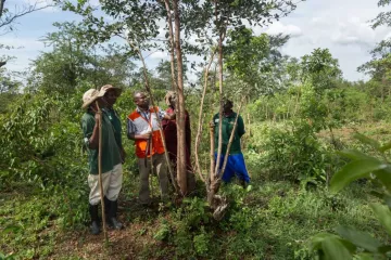 Ein Teammitglied von World Vision zeigt einer Gruppe von Landwirten die FMNR-Schnitttechnik