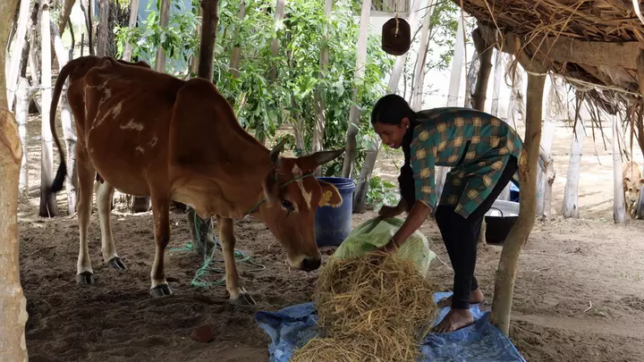 Das BMZ unterstützt ein Projekt zur Milchwirtschatsentwicklung in Sri Lanka