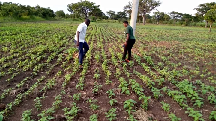 GIZ und World Vision unterstützen ein Landwirtschaftsprojekt in Uganda